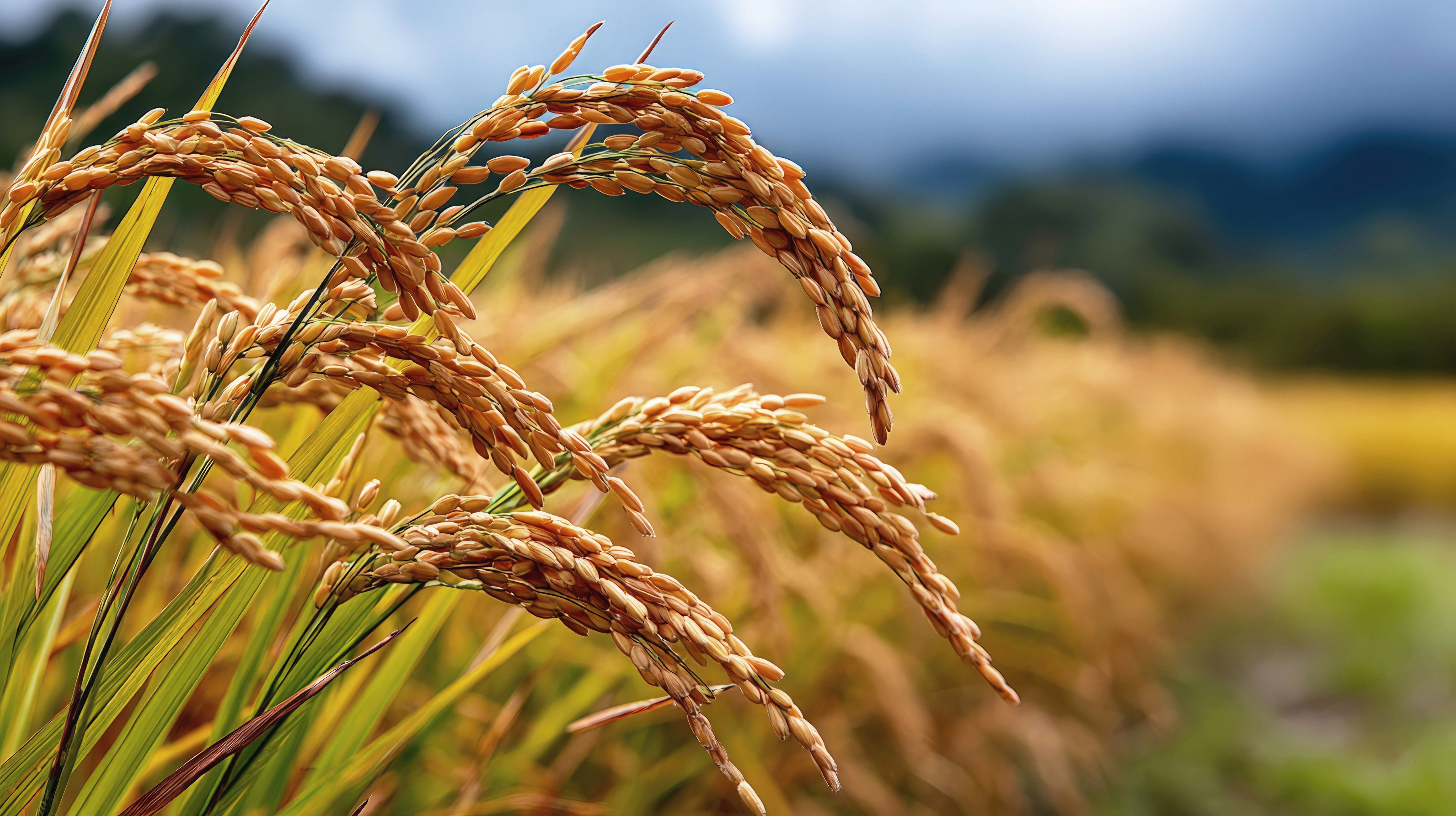 A season of renewal — golden paddy before the harvest